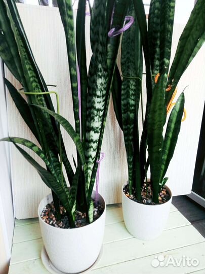 Сансевиерия