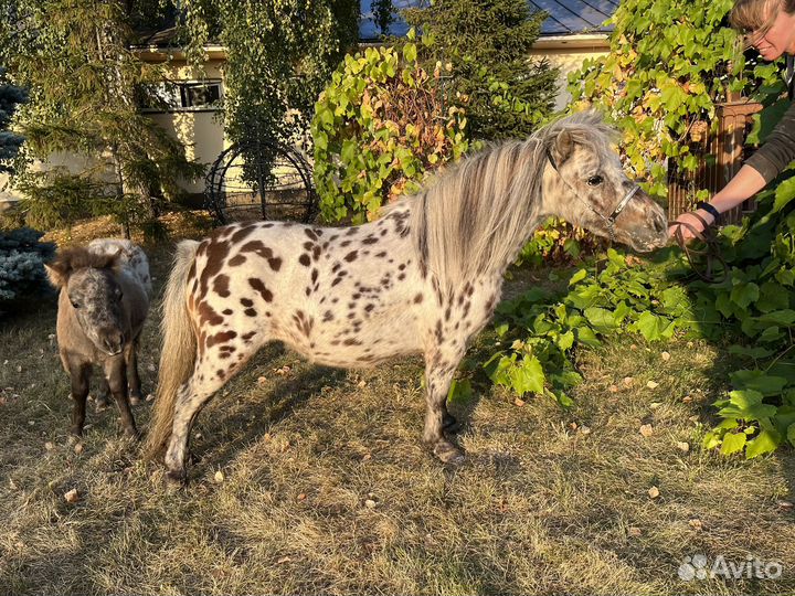 Две микро-мини пони аппалуза кобылки (мини-лошадь)