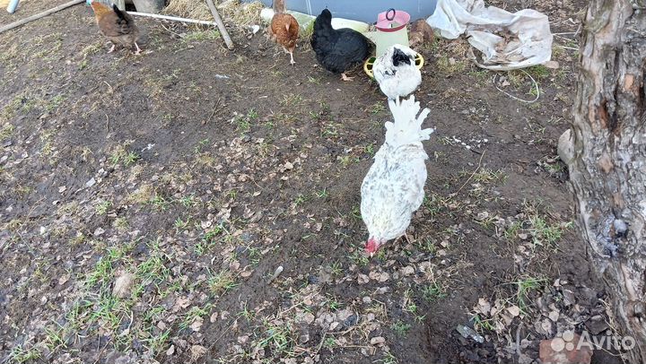 Куры молодки, петушки