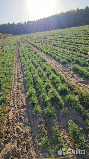 Саженцы ели европейской окс