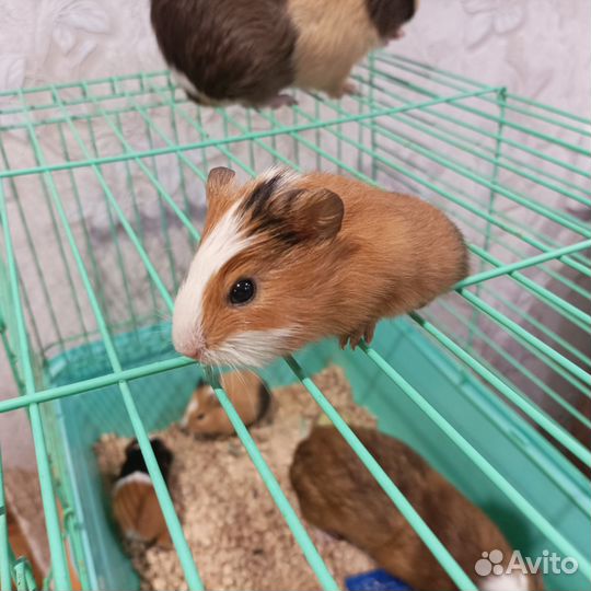 Морские свинки