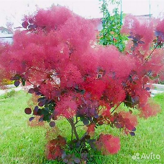 Скумпия. Выбор сортов для сада