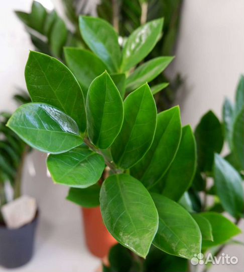 Замиокулькас Zamiifolia Замифолия