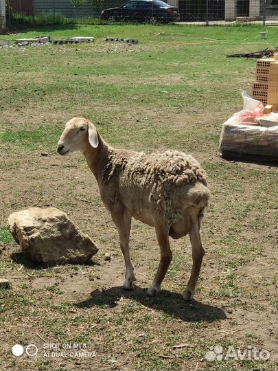 Овцы бараны