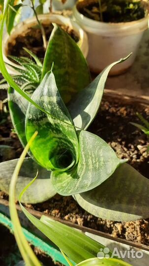 Сансевиерия ханни
