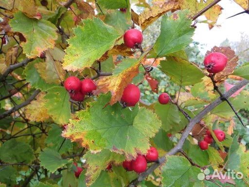 Боярышник с крупными ягодами