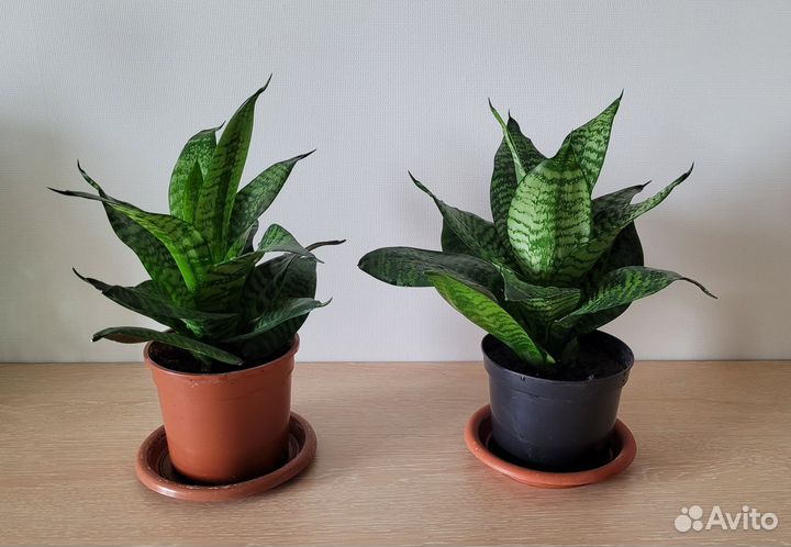 Сансевиерия Ханни / Комнатный цветок