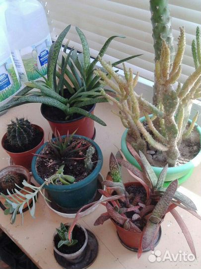 Кактусы и суккуленты пакетом