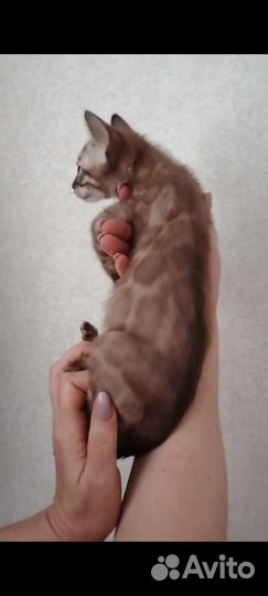 Бенгальский котенок