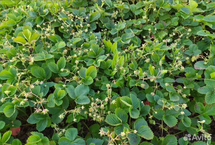 Клубника саженцы