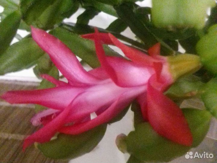 Цветок декабрист многолетник алого цвета