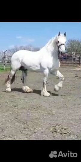 Продаются жеребчик