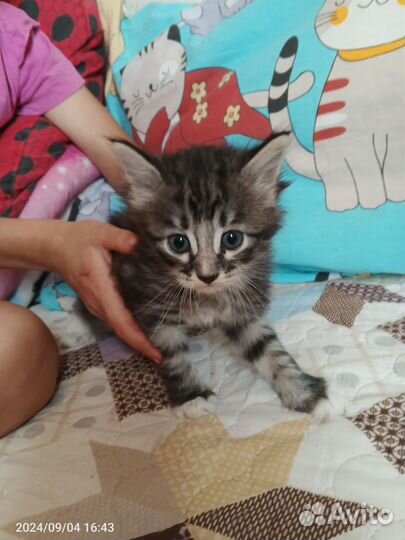 Отдам в добрые руки