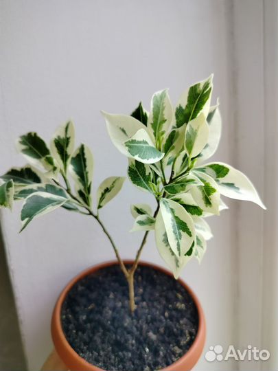 Фикус Ретуза гавайская. Бронь