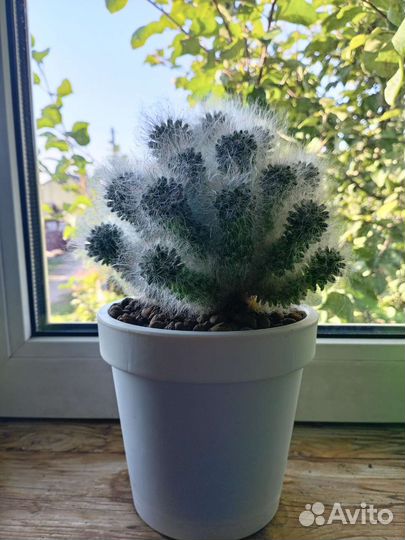 Кактусы и суккуленты