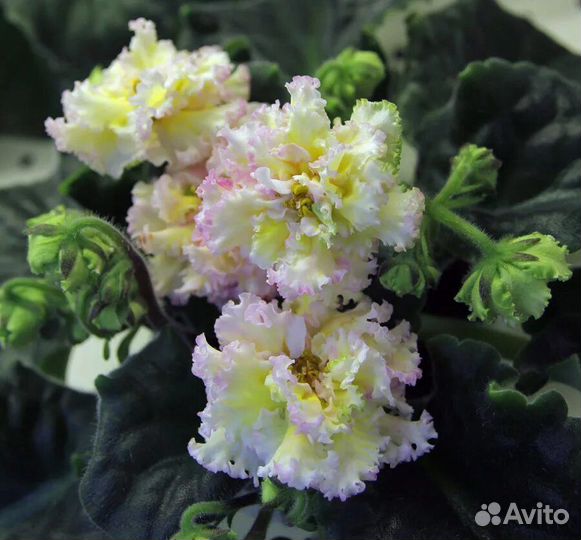 Детки сортовых фиалок