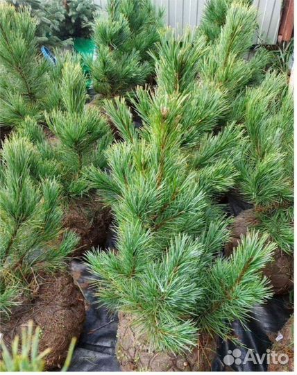 Сосна декоративная Можжевельник Туя Смарагд Колумн