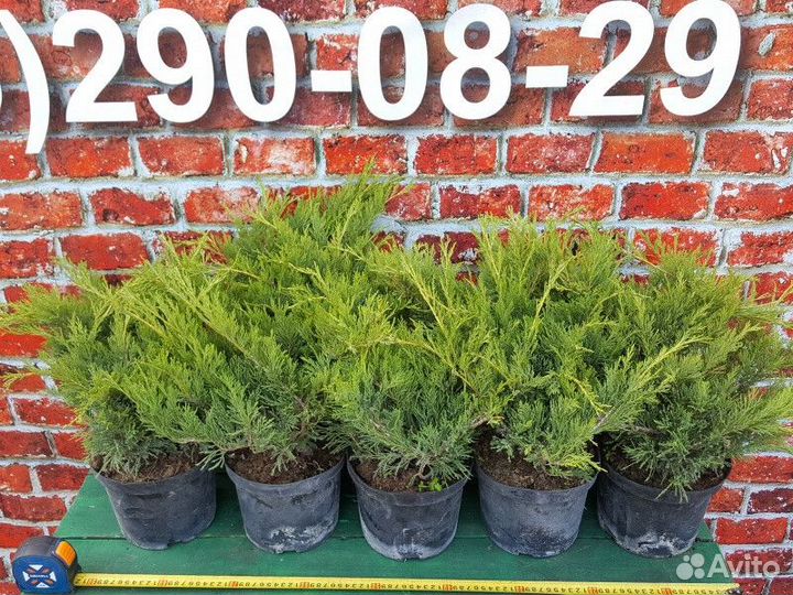 Можжевельник В ассортименте Высота от 25см