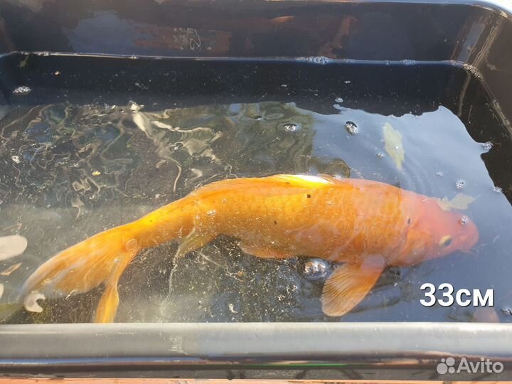 Рыбки для пруда