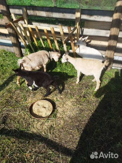 Козлята 4мес