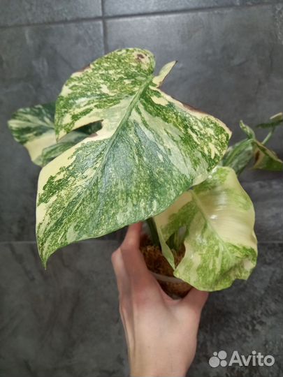 Монстера white snow