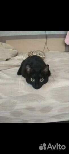 Кошка черная бесплатно