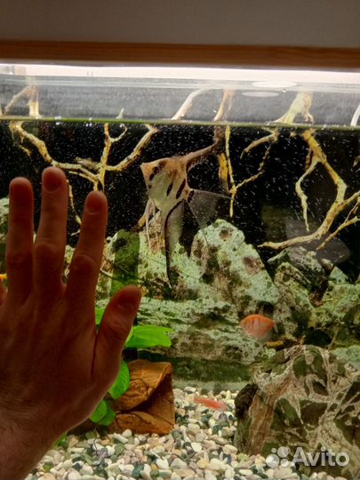 Аквариум со всеми принадлежностями и рыбками