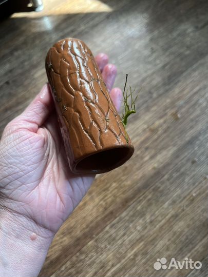 Растения для аквариума