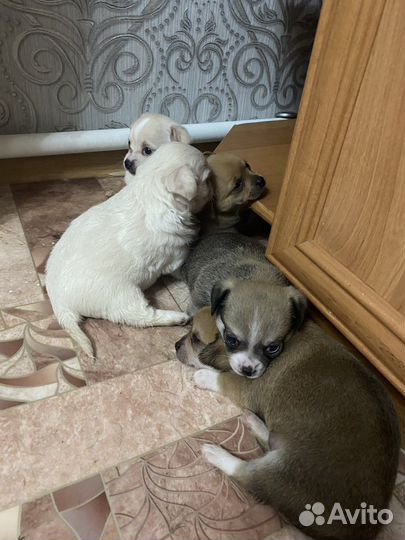 Щенки чихуахуа