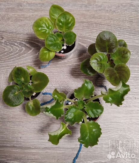 Фиалки детки