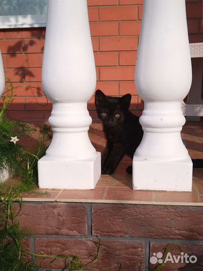 Замечательные котята
