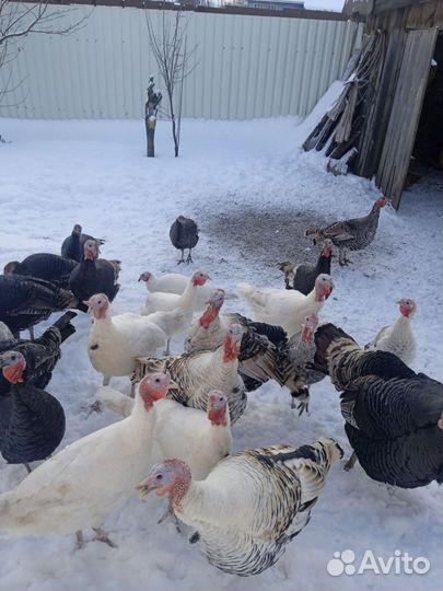 Кролики. Живьём и мясом