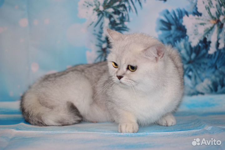 Британская серебристая шиншилла Ns11 33Разведение