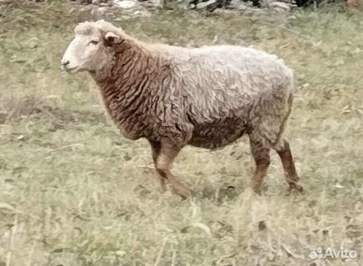 Продаю овцу