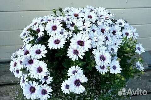 Остеоспермум