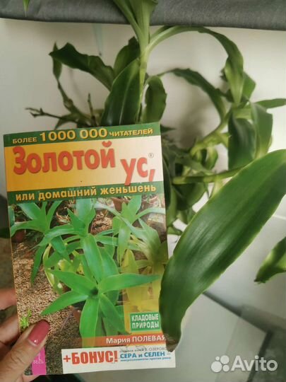 Книга Золотой ус