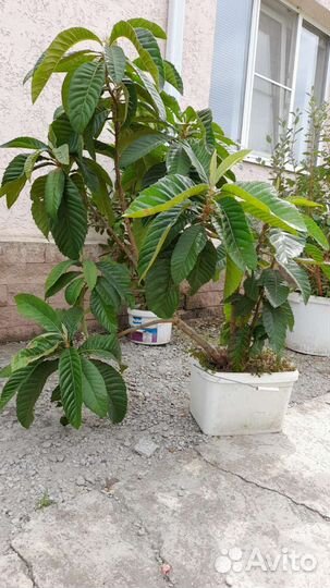 Мушмула японская и абхазская