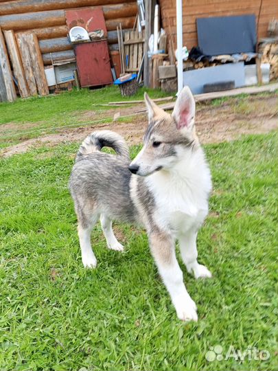 Щенки лайки западно сибирской