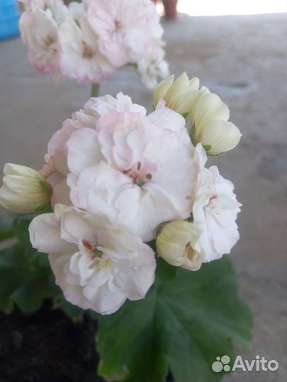 Пеларгония герань