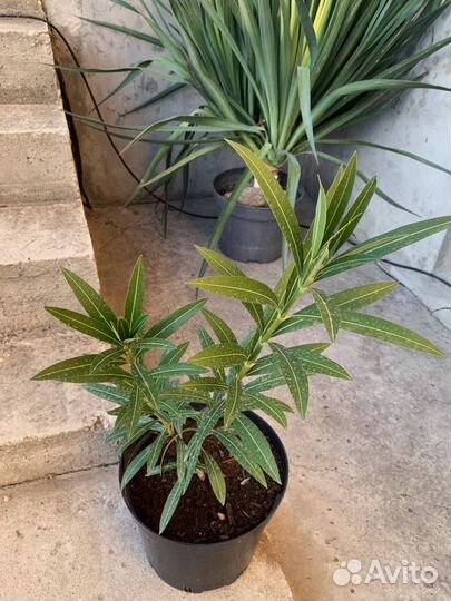 Олеандр белый махровый