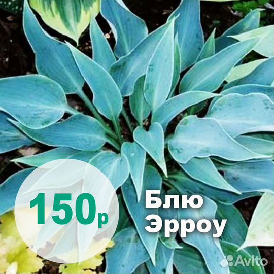 Обновление Сортовые хосты