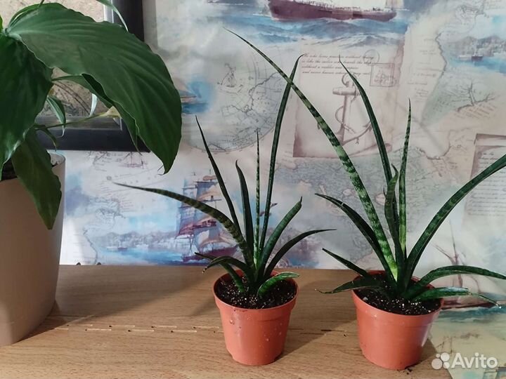 Сансевиерия фернвуд панк