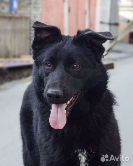 Собака в добрые руки