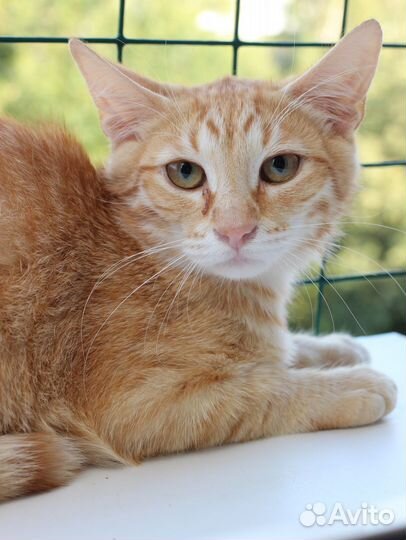 Котята - рыжики в добрые руки