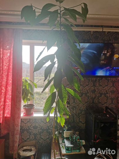 Комнатные цветы шефлера