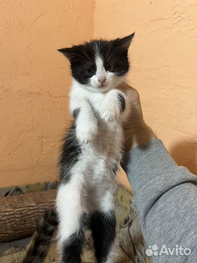Отдам котенка в добрые руки