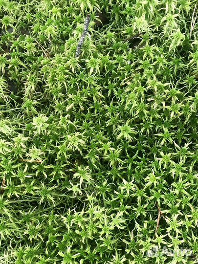 Мох сфагнум живой