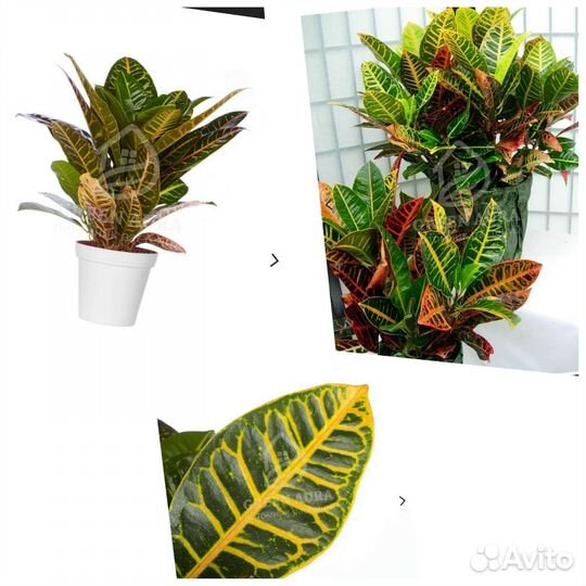 Кодиеум кротон