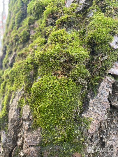 Стабилизированный мох бу