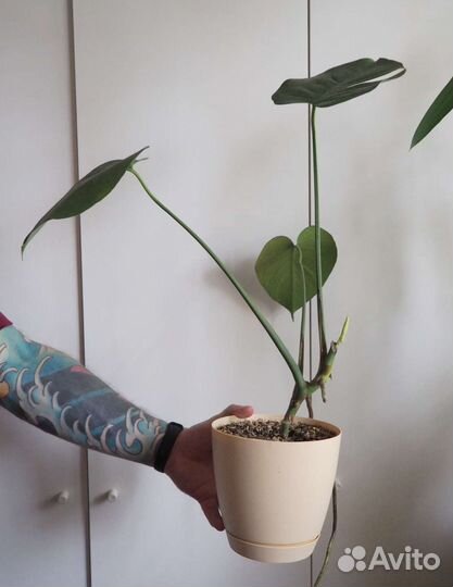 Монстера укоренённая в горшке